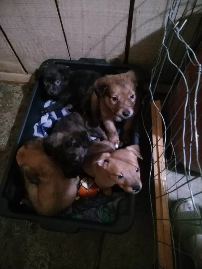 Cachorro ra a SRD-ViraLata idade Abaixo de 2 meses nome Tim Maia
