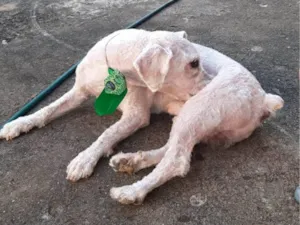 Cachorro raça Poodle idade 5 anos nome Marley