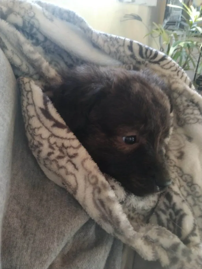 Cachorro ra a SRD-ViraLata idade 2 a 6 meses nome Tina Turner