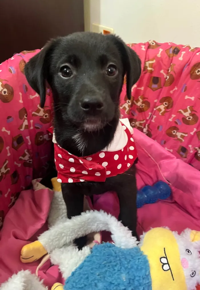 Cachorro raça SRD-ViraLata idade 2 a 6 meses nome Molly