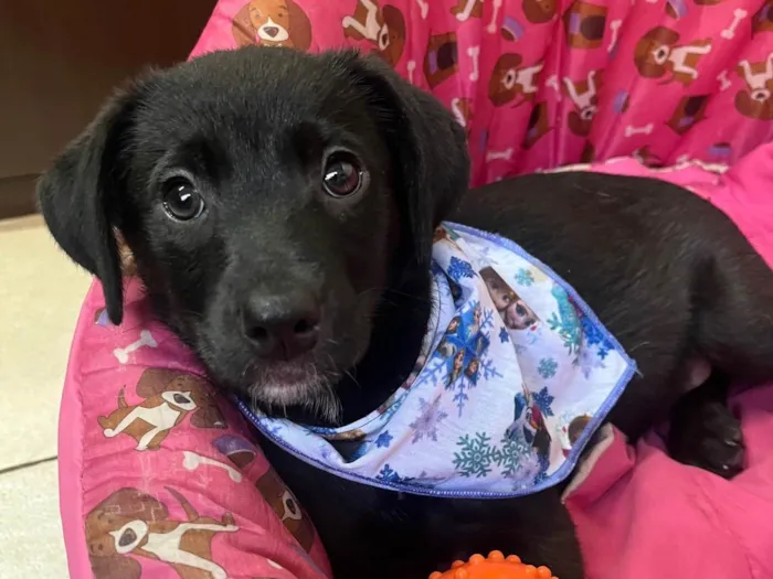 Cachorro raça SRD-ViraLata idade 2 a 6 meses nome Molly