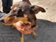 Paçoca