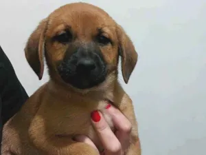 Cachorro raça SRD-ViraLata idade 2 a 6 meses nome Pandora
