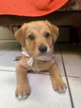 Cachorro raça SRD-ViraLata idade 2 a 6 meses nome Sem Nome 