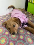 Cachorro raça SRD-ViraLata idade 2 a 6 meses nome Sem Nome 