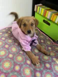 Cachorro raça SRD-ViraLata idade 2 a 6 meses nome Sem Nome 