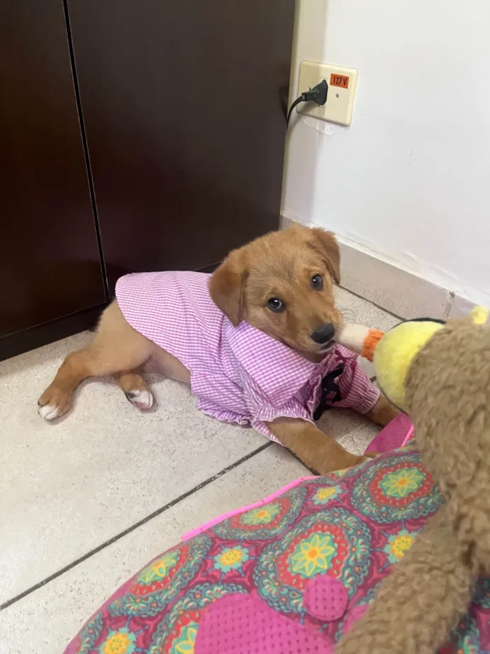Cachorro raça SRD-ViraLata idade 2 a 6 meses nome Sem Nome 