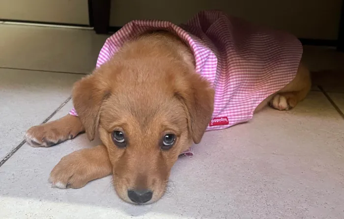 Cachorro raça SRD-ViraLata idade 2 a 6 meses nome Sem Nome 