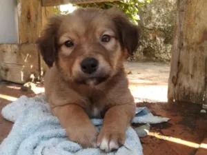 Cachorro raça SRD-ViraLata idade Abaixo de 2 meses nome Tim Maia