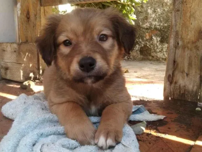 Cachorro ra a SRD-ViraLata idade Abaixo de 2 meses nome Tim Maia