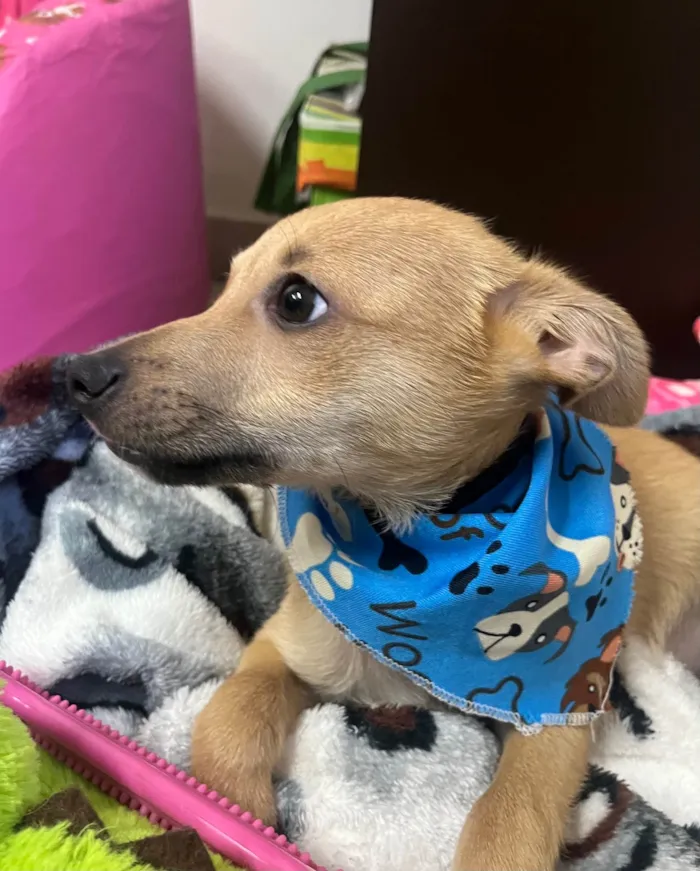 Cachorro raça SRD-ViraLata idade 2 a 6 meses nome Aramis