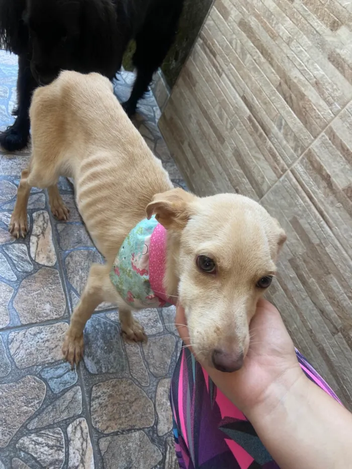 Cachorro ra a SRD-ViraLata idade 2 a 6 meses nome Magrelinha