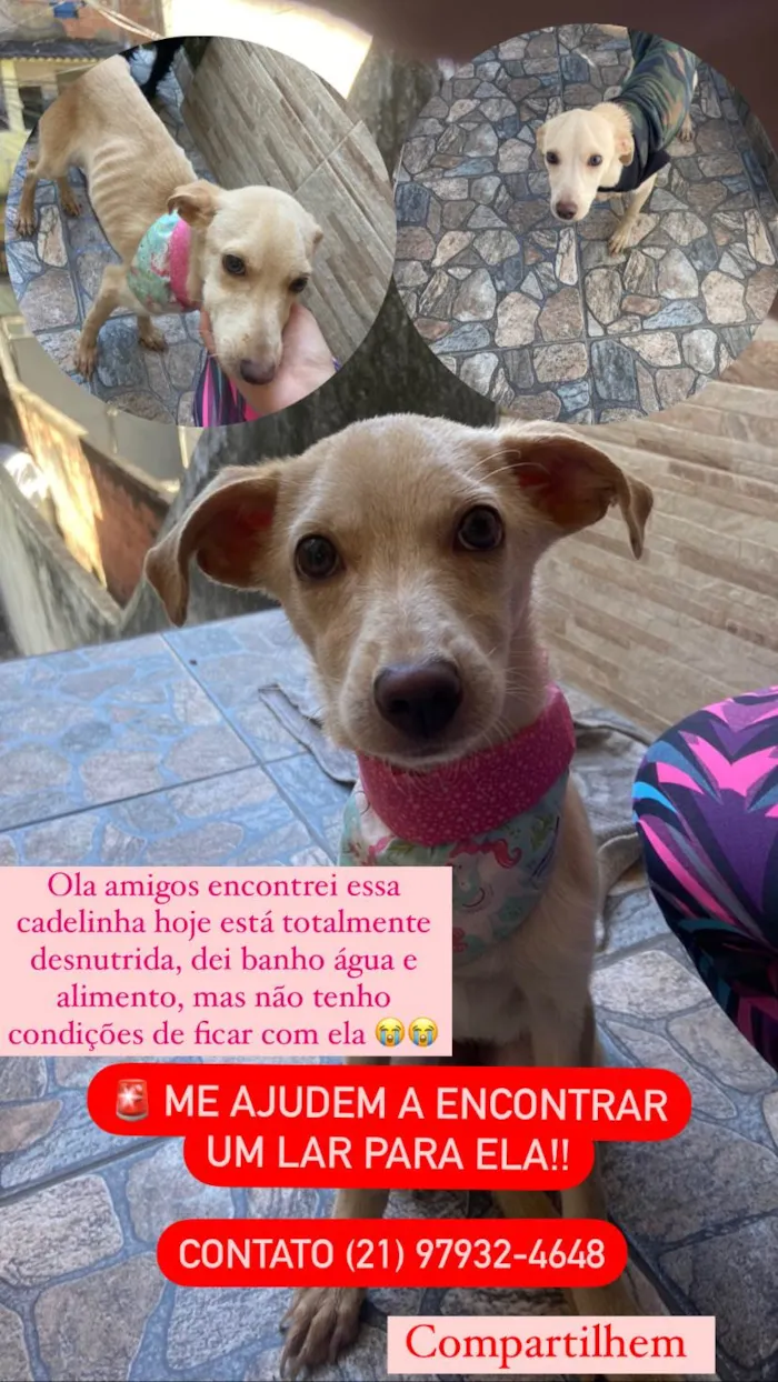 Cachorro ra a SRD-ViraLata idade 2 a 6 meses nome Magrelinha