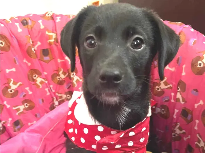 Cachorro raça SRD-ViraLata idade 2 a 6 meses nome Molly