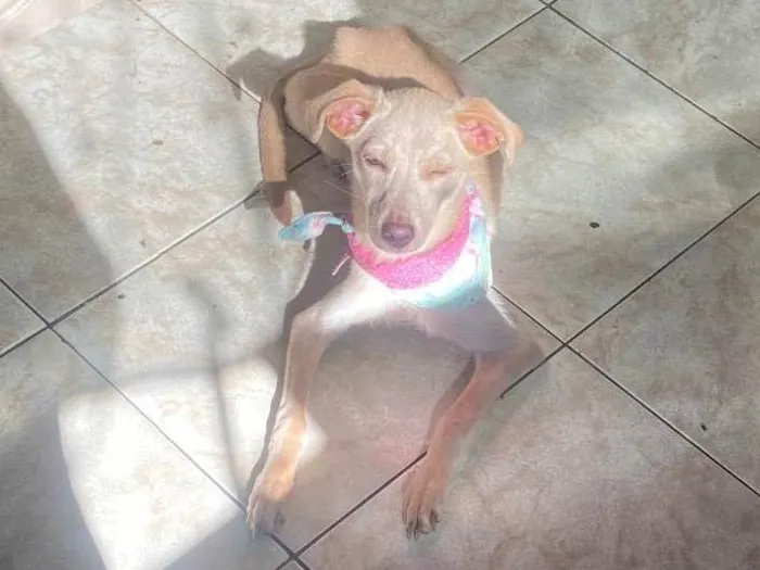 Cachorro ra a SRD-ViraLata idade 2 a 6 meses nome Magrelinha