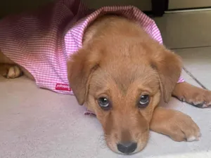 Cachorro raça SRD-ViraLata idade 2 a 6 meses nome Sem Nome 