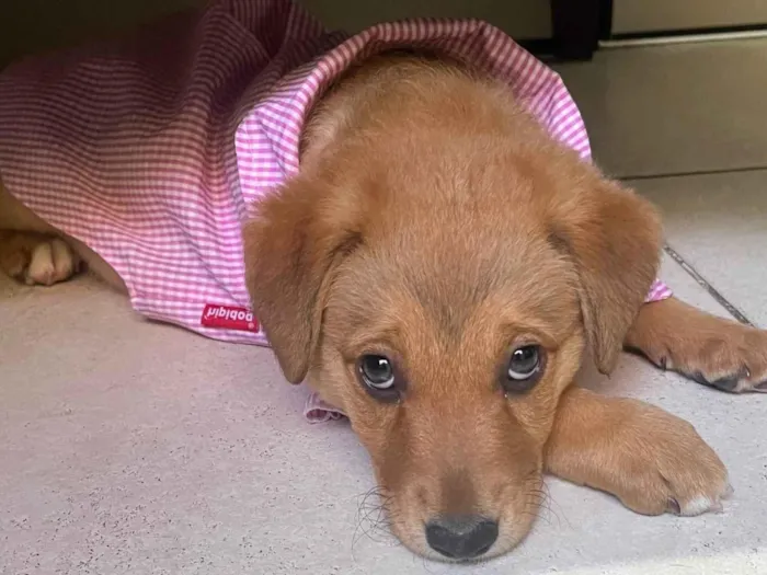 Cachorro raça SRD-ViraLata idade 2 a 6 meses nome Sem Nome 