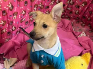 Cachorro raça SRD-ViraLata idade 2 a 6 meses nome Aramis