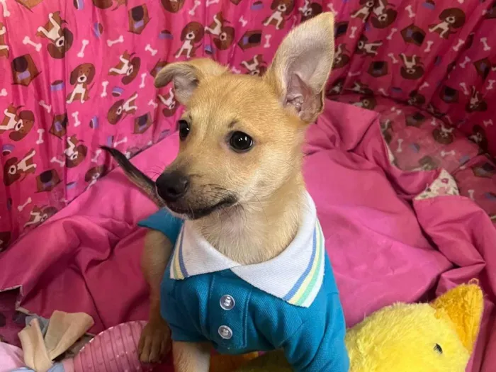 Cachorro raça SRD-ViraLata idade 2 a 6 meses nome Aramis