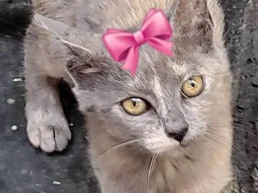 Gato raça SRD-ViraLata idade 2 a 6 meses nome Sem Nome 