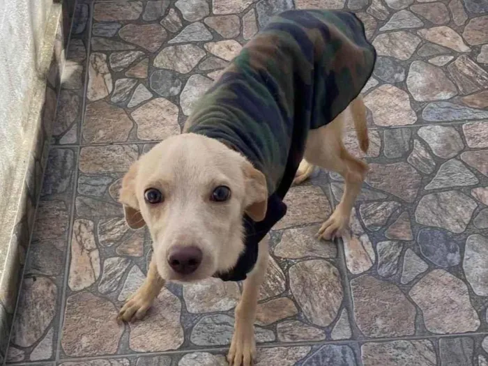 Cachorro ra a SRD-ViraLata idade 2 a 6 meses nome Magrelinha