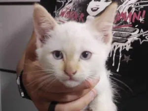 Gato raça SRD-ViraLata idade 2 a 6 meses nome Lupi
