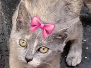 Gato raça SRD-ViraLata idade 2 a 6 meses nome Sem Nome 