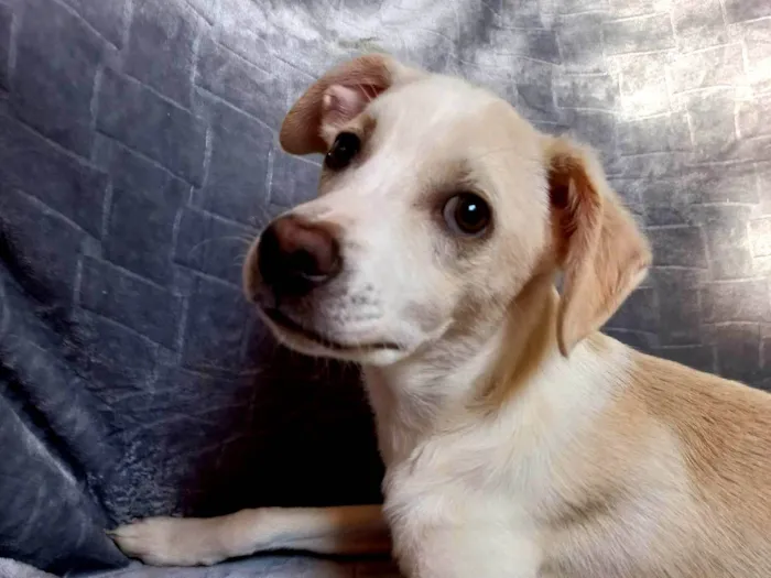 Cachorro ra a SRD-ViraLata idade 2 a 6 meses nome SEM NOME