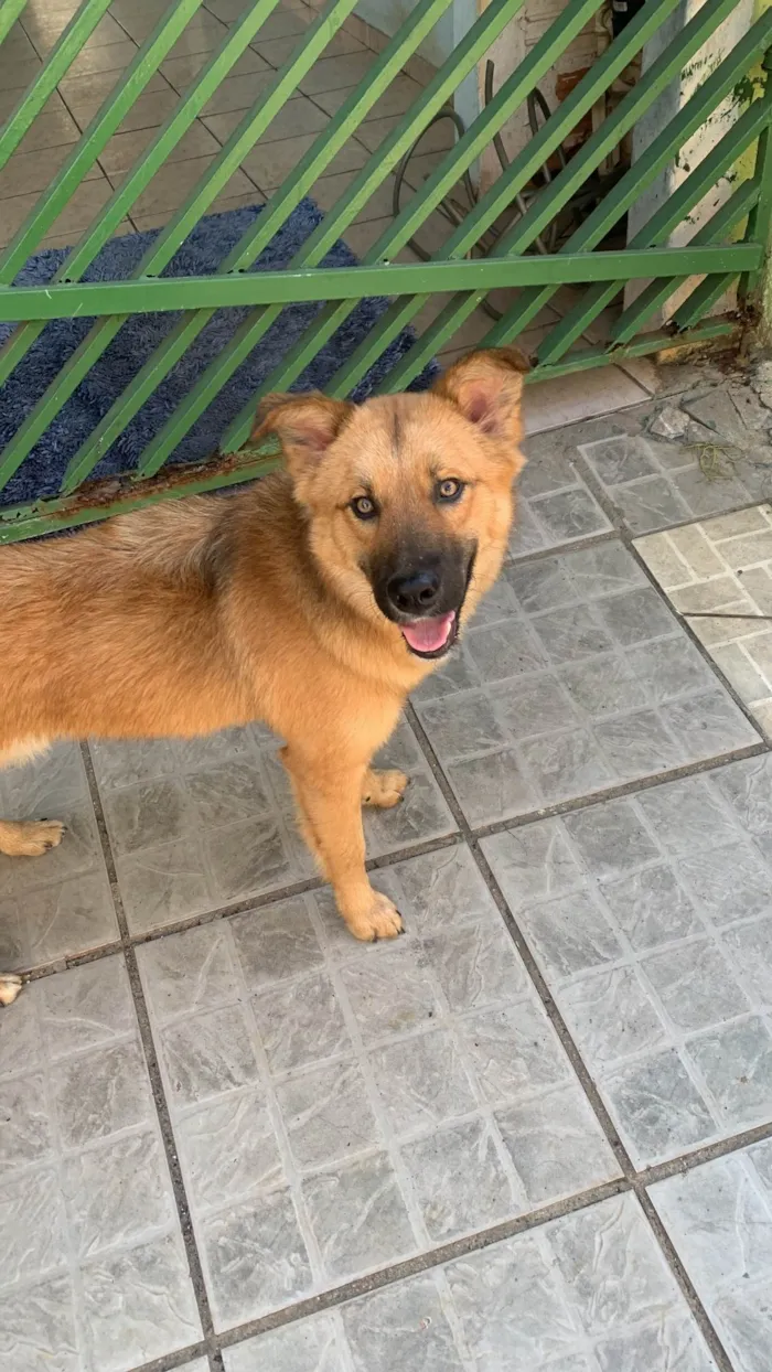 Cachorro ra a Pastor Alemao  idade 7 a 11 meses nome Jayce