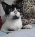 MIMIZENTO