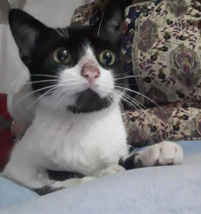 Gato ra a SRD-ViraLata idade 7 a 11 meses nome MIMIZENTO