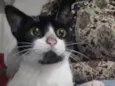 MIMIZENTO