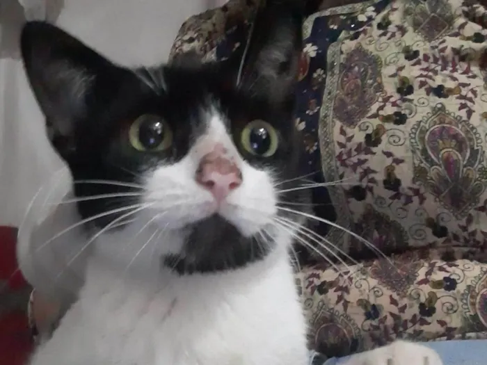Gato ra a SRD-ViraLata idade 7 a 11 meses nome MIMIZENTO