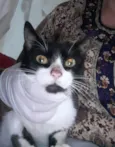MIMIZENTO