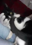 MIMIZENTO