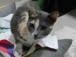 Gato raça SRD-ViraLata idade 1 ano nome CENOURA