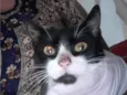 MIMIZENTO