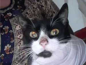 Gato raça SRD-ViraLata idade 7 a 11 meses nome MIMIZENTO