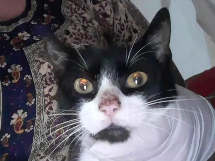 Gato ra a SRD-ViraLata idade 7 a 11 meses nome MIMIZENTO