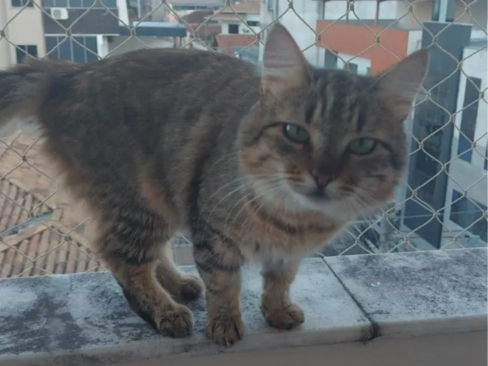 Gato raça Grande  idade 1 ano nome Zeus