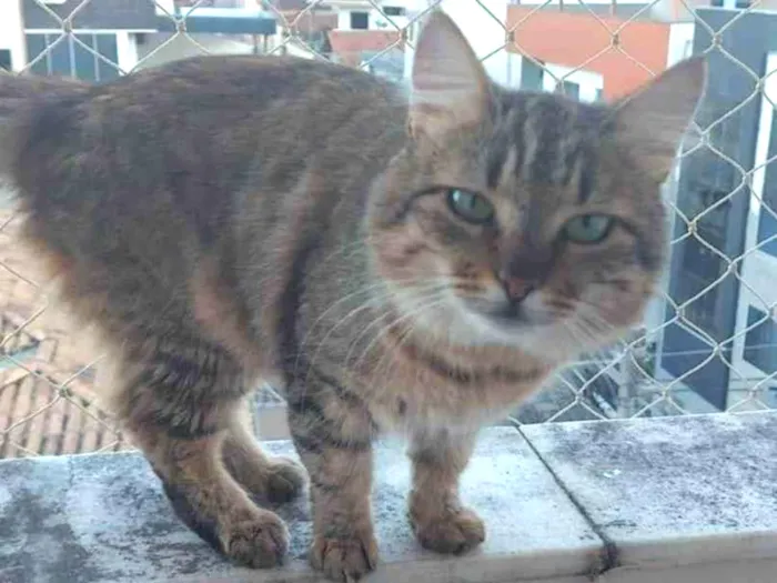 Gato raça Grande  idade 1 ano nome Zeus