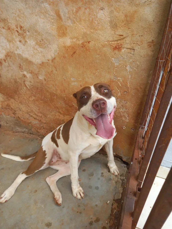 Cachorro raça Pitbull  idade 2 anos nome Miah