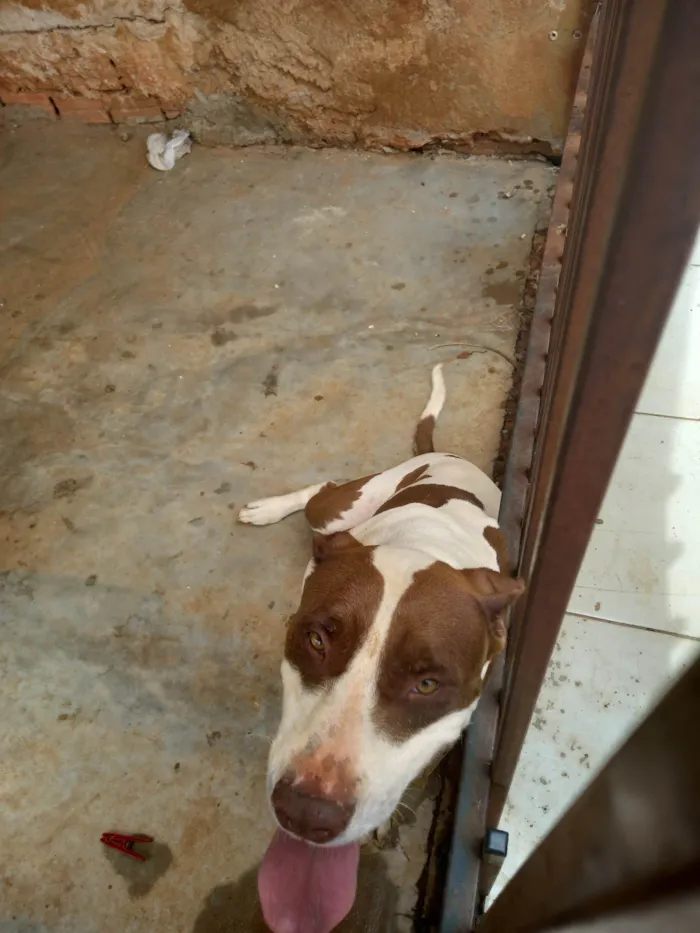 Cachorro raça Pitbull  idade 2 anos nome Miah