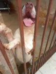 Miah
