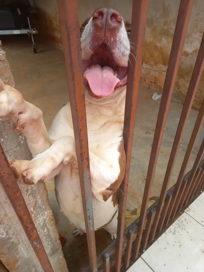 Cachorro raça Pitbull  idade 2 anos nome Miah