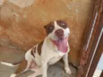 Miah
