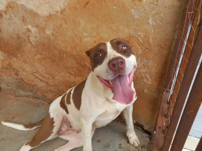 Cachorro raça Pitbull  idade 2 anos nome Miah