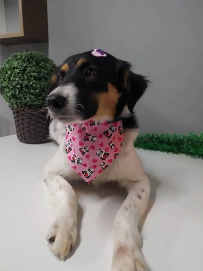 Cachorro raça SRD-ViraLata idade 1 ano nome Belinha