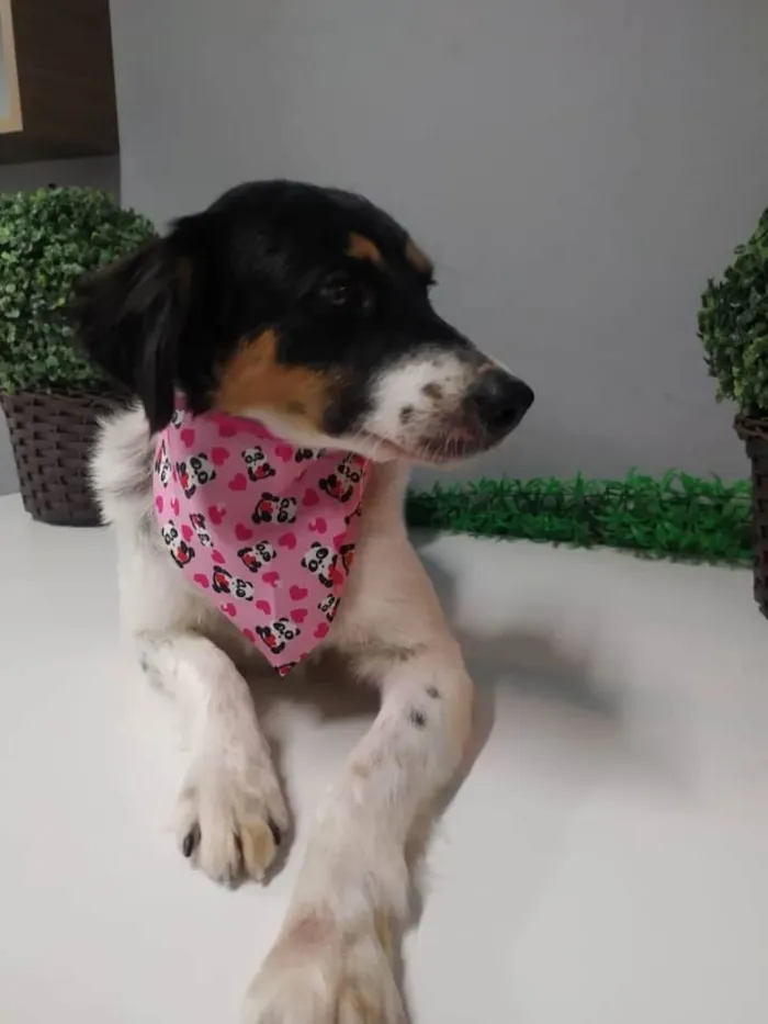 Cachorro raça SRD-ViraLata idade 1 ano nome Belinha