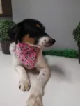 Belinha